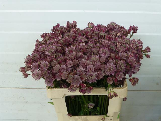 <h4>Astrantia Rosita</h4>