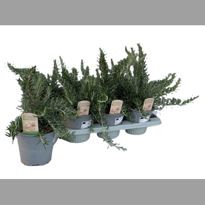 ROSMARIN OF PROSTRAT