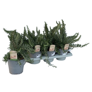 Rosmarinus prostratus