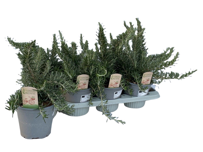 <h4>ROSMARIN OF PROSTRAT</h4>