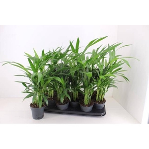 DYPSIS LUTESCENS