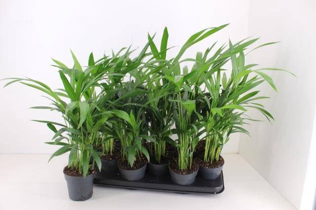 <h4>DYPSIS LUTESCENS</h4>