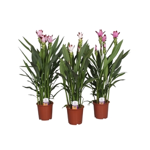 Curcuma gemengd 15cm