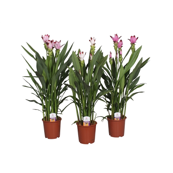 <h4>Curcuma gemengd 15cm</h4>