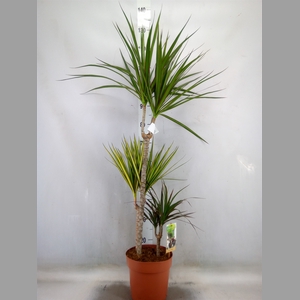 Dracaena marg.   ..mix 3