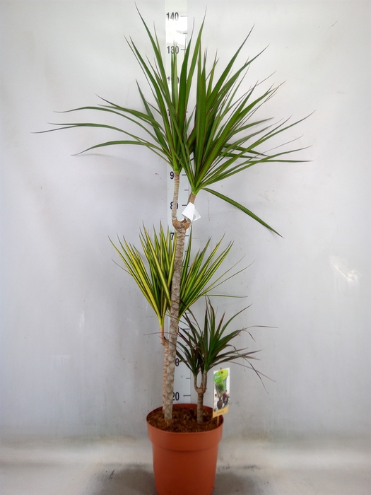 <h4>Dracaena marg.   ..mix 3</h4>