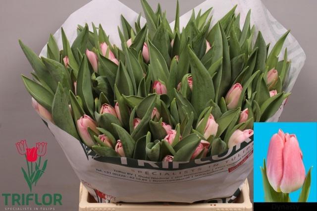 <h4>TU EN DYNASTY</h4>