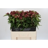 Paeonia Highlight