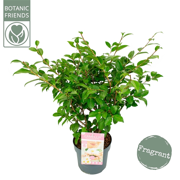<h4>Camellia ja.'Winter Perfume Pearl'® Premium</h4>
