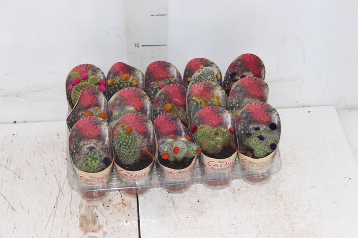 <h4>CACTUS MINI P06 FLORES ARTIFICIAL/DESIDRATADO</h4>