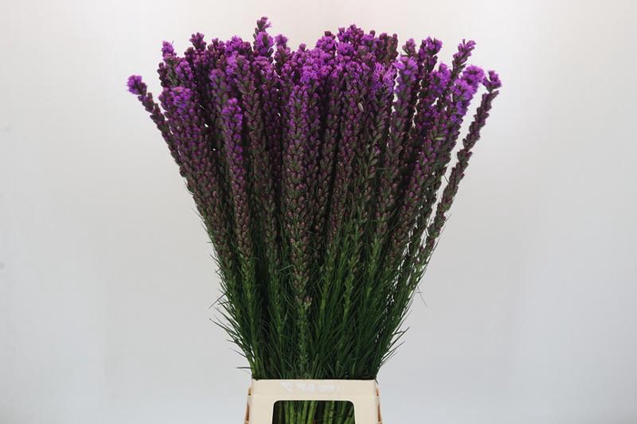 <h4>Liatris Callilepis Forest Lodge</h4>