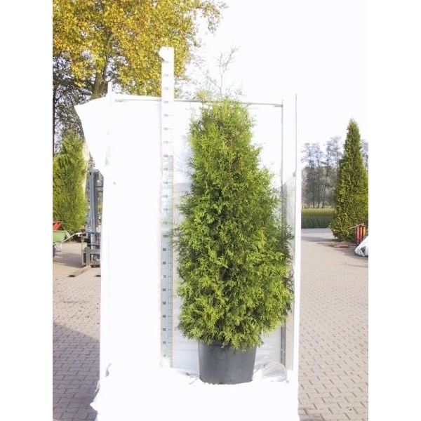 <h4>Thuja occidentalis Brabant</h4>