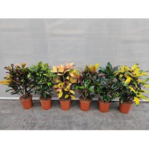 Codiaeum mix (Croton)