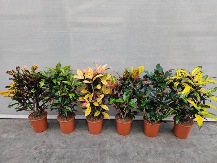 <h4>Codiaeum mix (Croton)</h4>