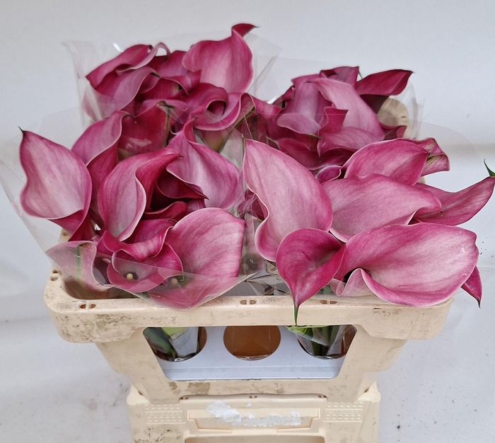 <h4>ZANT FANTASIA</h4>