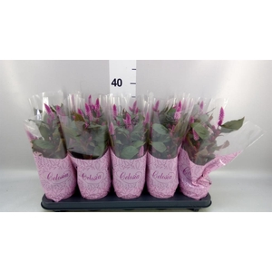 Celosia spic. 'Merida Pink'