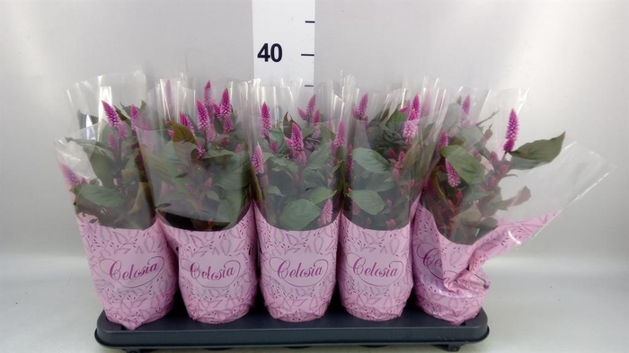 <h4>Celosia spic. 'Merida Pink'</h4>