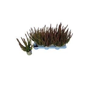 CALLU SKYLINE GEM