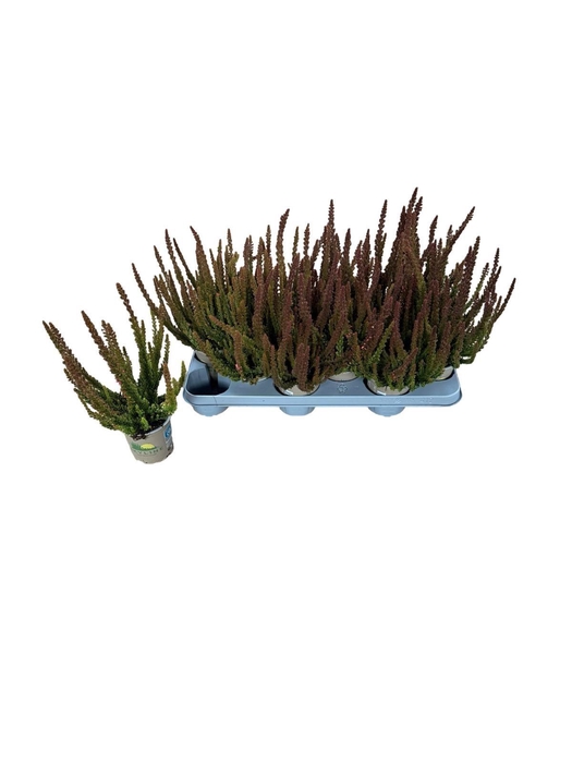 <h4>CALLU SKYLINE GEM</h4>
