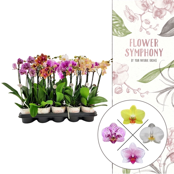 <h4>Flower Symphony | Mix | Phalaenopsis 3 spike</h4>