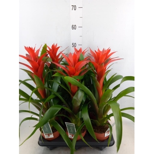 Guzmania  'Ostara'