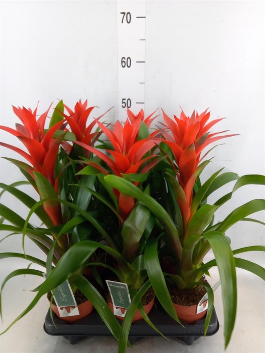 <h4>Guzmania  'Ostara'</h4>