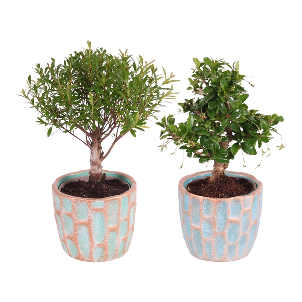 <h4>Bonsai Mixed ø09cm in ø10cm Exotic Vibes Nº364</h4>