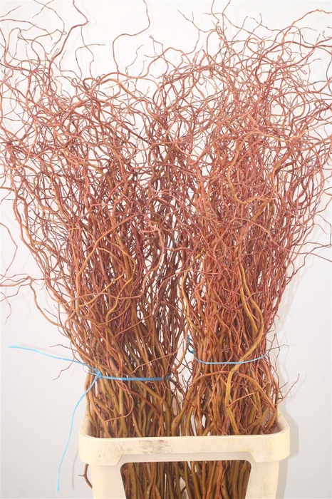 <h4>Salix Golden Curls</h4>