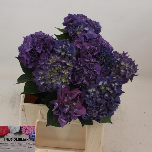 <h4>HYDR M CH RODEO PA</h4>