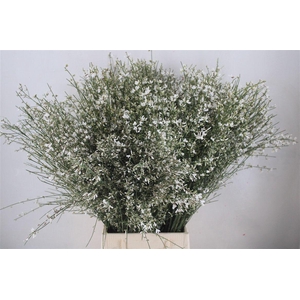 Ginster 300gr Wit Pbs