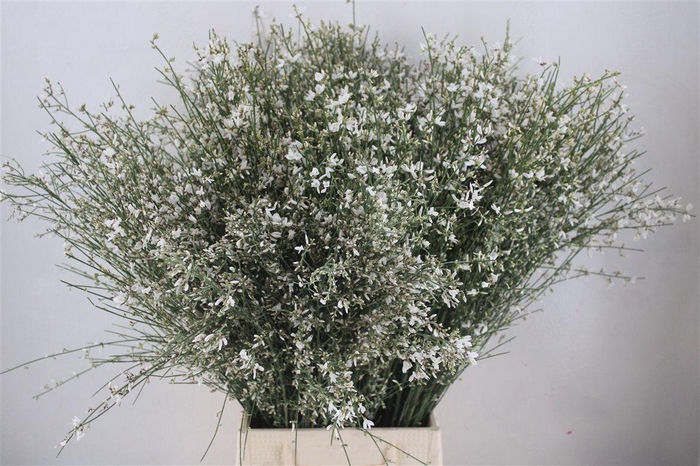 <h4>Ginster 300gr Wit Pbs</h4>