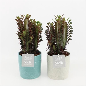 Euphorbia Trigona Rubra in Tess Keramiek