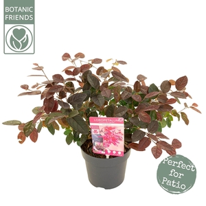 Loropetalum Fire Dance