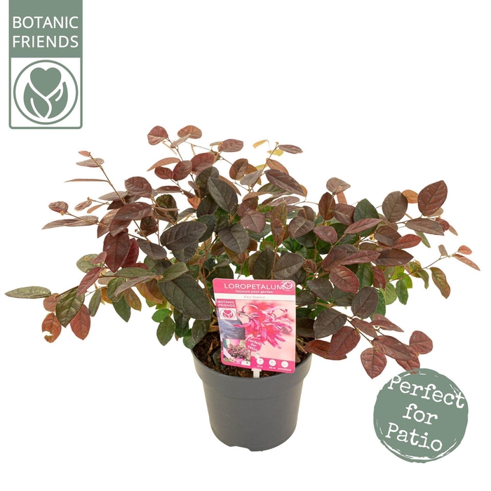 <h4>Loropetalum Fire Dance</h4>