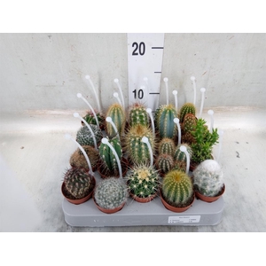 Cactus   ...mix