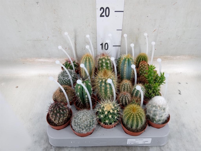 <h4>Cactus   ...mix</h4>