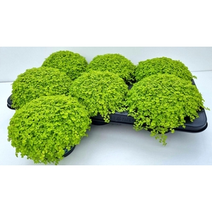 Soleirolia soleirolii 'Aurea'