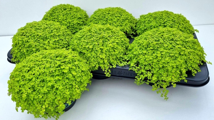 <h4>Soleirolia soleirolii 'Aurea'</h4>