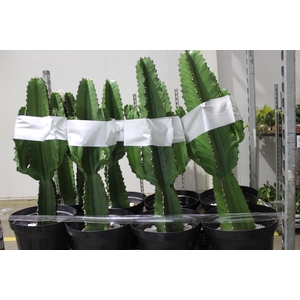 CACTUS EUPHORBIA MANDACARU P30