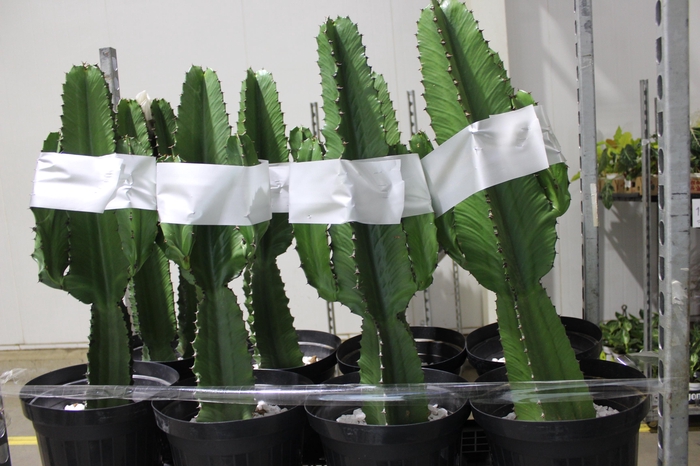 <h4>CACTUS EUPHORBIA MANDACARU P30</h4>