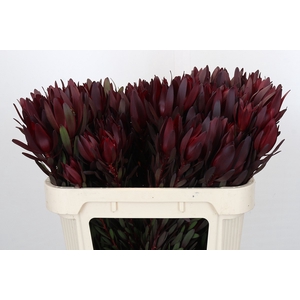 Leucadendron Saf Sunset Dark Red