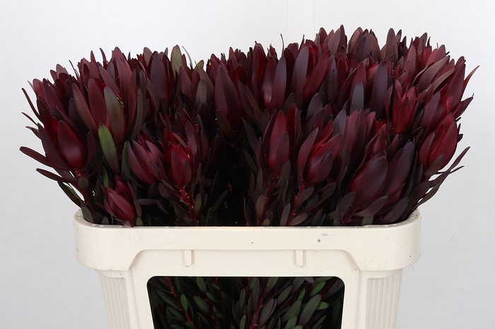 <h4>Leucadendron Saf Sunset Dark Red</h4>