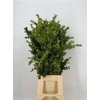 Buxus Sempervirens Verde