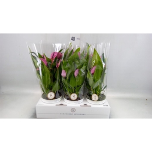 Anthurium  'Zizou'