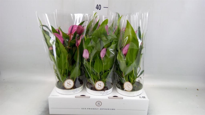 <h4>Anthurium 'Zizou'</h4>