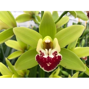 Cymb Mi Evergreen Leekade X15