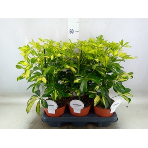 Schefflera arbor. 'Gerda'