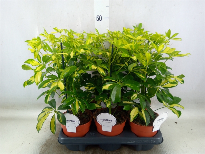 <h4>Schefflera arbor. 'Gerda'</h4>
