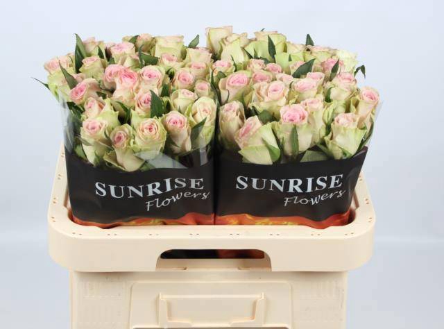 <h4>R GR TRIVIA</h4>