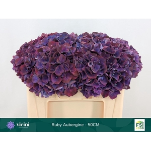 Hydr M Mag Rubyred Purple 50cm
